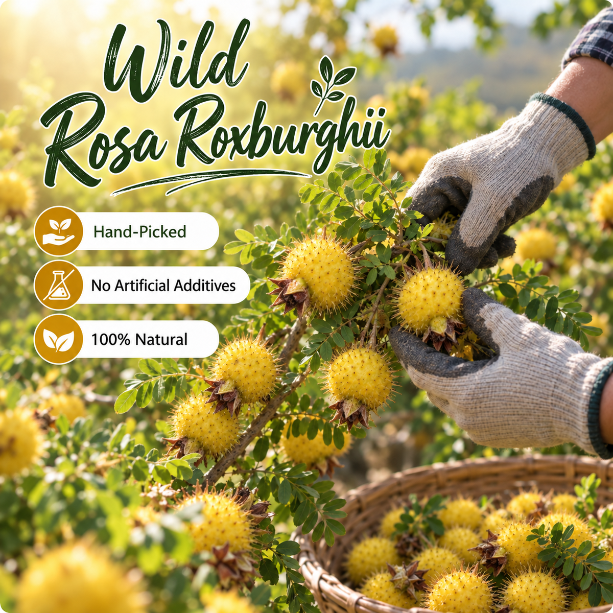 ✅💛💛Ultimate Testosterone Revival 🌿🍌Antioxidant-Rich Rosa Roxburghii Slices for Better Bedroom Performance | Support Energy, Stamina & Bedroom Confidence Naturally-ABB8