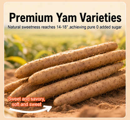 ✅Natural Premium Zero🛒💌Sugar Iron Stick Yam- XA